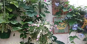 Casa Saraih I y II 0011