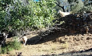 Finca Casa Rural La Viña en Aracena (Huelva) - Foto 6