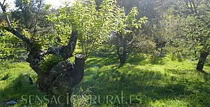 Casa Rural La Mirla 0013