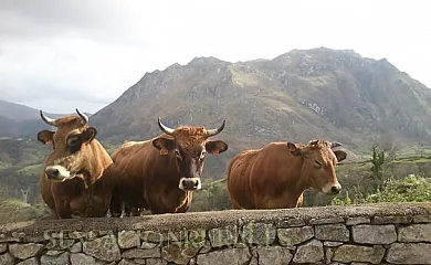 Casas de Aldea Peñanes en Morcín (Asturias) - Foto 15