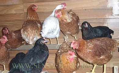 Basajarau en Yosa de Sobremonte (Huesca) - Foto 12