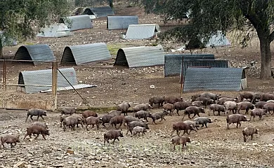 Dehesa Tres Riveros en Herrera de Alcantara (Cáceres) - Foto 14
