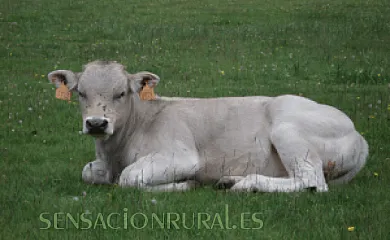 Casa Río Cinca en Bielsa (Huesca) - Foto 20