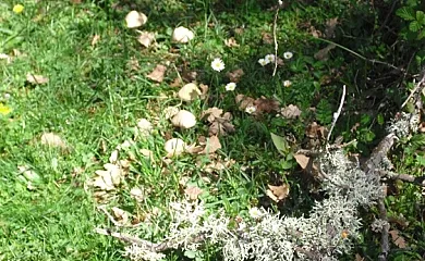 Casa Carboneros en Ledesma de la Cogolla (La Rioja) - Foto 14