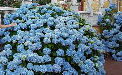 María Luisa en Candelario (Salamanca) - Foto 8