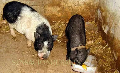 Hotel Rural Pantano de Burgomillodo en Burgomillodo (Segovia) - Foto 2