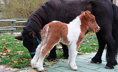 Hotel Rural Pantano de Burgomillodo en Burgomillodo (Segovia) - Foto 3