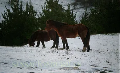 Abeta Zaharra en Getaria (Guipuzcoa) - Foto 4