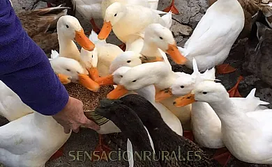La Casa del Herrador en Carrascal Del Rio (Segovia) - Foto 10