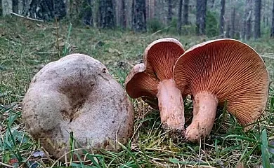Casa Lahuerta en Bronchales (Teruel) - Foto 6