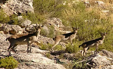 Casa Rural El Perche en Segovia (Castilla y León) - Foto 15
