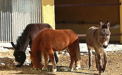 Caserío Inazares en Moratalla (Murcia) - Foto 15