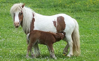 Bagoleko Borda I y II en Etxalar (Navarra) - Foto 19