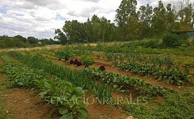 Huerta La Cansina - Alojamientos Rurales en Mairena Del Alcor (Sevilla) - Foto 11