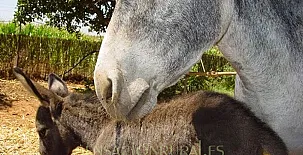 Huerta La Cansina - Alojamientos Rurales 0012