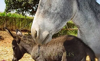 Huerta La Cansina - Alojamientos Rurales en Mairena Del Alcor (Sevilla) - Foto 12