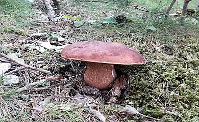 La Casa de Luis en Aratores (Huesca) - Foto 10