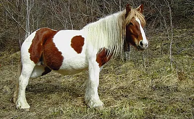 Casa Puig en Vielha (Lleida) - Foto 6