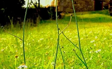 Rectoral de Anllo en Sober (Lugo) - Foto 15