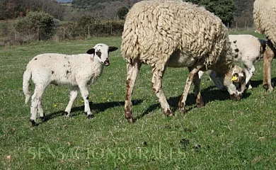 L´Estisora de Casa l´Hereu en Montcortès (Lleida) - Foto 9