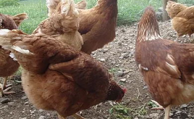 L´Estisora de Casa l´Hereu en Montcortès (Lleida) - Foto 11