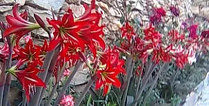 Reul Alto Cortijos Rurales 008