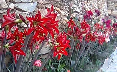 Reul Alto Cortijos Rurales en Laroya (Almería) - Foto 8