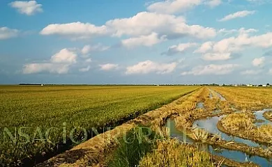 Caseta del Chato en Deltebre (Tarragona) - Foto 17