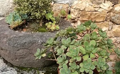 Casa La Cuerre en Cabrales (Asturias) - Foto 12