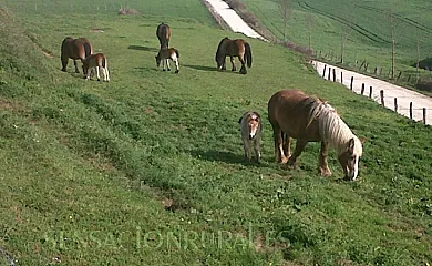 Azpikoetxea en Etxarri (Navarra) - Foto 10