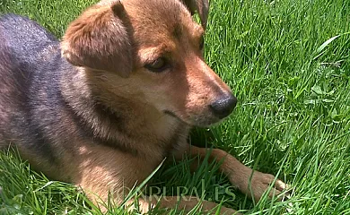 Azpikoetxea en Etxarri (Navarra) - Foto 11