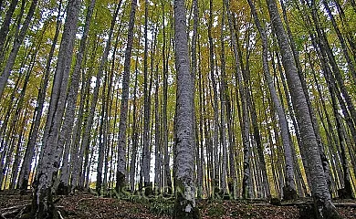 Casa Gaiarre en Ochagavía (Navarra) - Foto 10