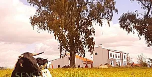 FINCA LOS LLANOS 008