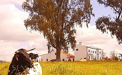 FINCA LOS LLANOS en Atalaya (Badajoz) - Foto 7