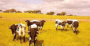 FINCA LOS LLANOS 0010