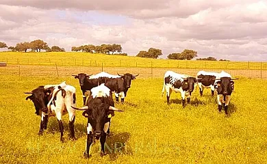 FINCA LOS LLANOS en Atalaya (Badajoz) - Foto 9