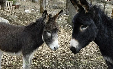 Cal Monjo en Vallcebre (Barcelona) - Foto 14