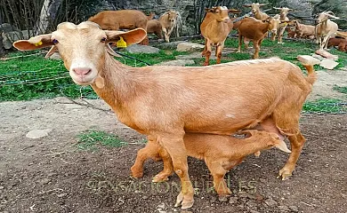 Mas l,Estrada en Viladecaballs de Calders (Barcelona) - Foto 10