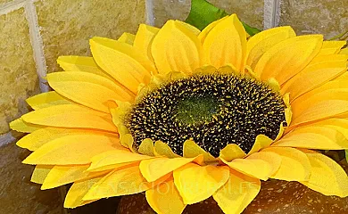 Mas l,Estrada en Viladecaballs de Calders (Barcelona) - Foto 11