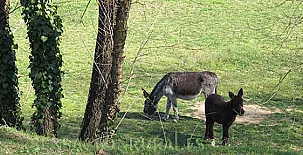 Mas Can Puig de Fuirosos 0018