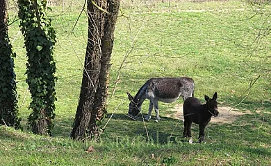 Mas Can Puig de Fuirosos en Sant Celoni (Barcelona) - Foto 18