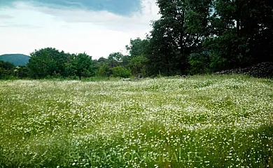El Zaburdón - El Duque en Gil García (Ávila) - Foto 16