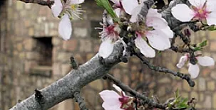 Casa Santa Escolástica 002