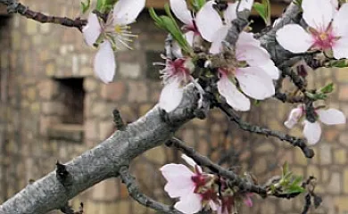 Casa Santa Escolástica en Sepúlveda (Segovia) - Foto 2