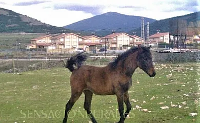 CASA RURAL BUENAVISTA**** en El Espinar (Segovia) - Foto 14