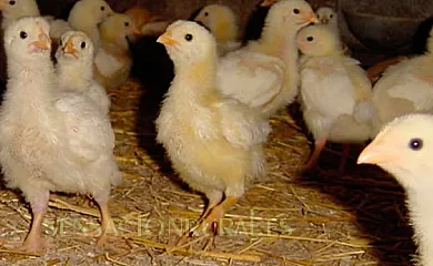 Mas dels Frares en Vilademuls (Girona) - Foto 9