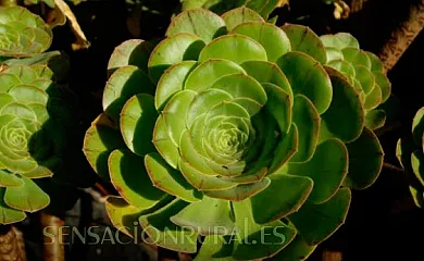 Casa Rural Felipe Lugo en Villa de Mazo (Santa Cruz de Tenerife) - Foto 10