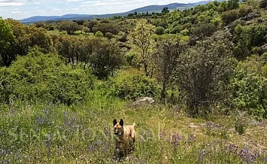 Estrella rural alojamientos con encanto en Braojos (Madrid) - Foto 18