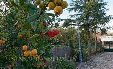 Casa rural Virgen del Rosario y Casa Rural  Los Porches en Madridejos (Toledo) - Foto 17