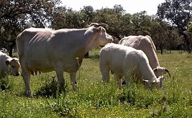 Las Gamitas en Almoharín (Cáceres) - Foto 14
